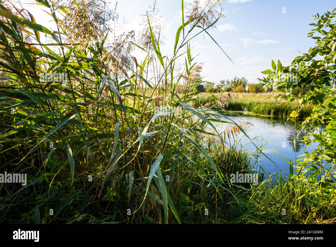 Landscape with river and reed on foreground Stock Photo