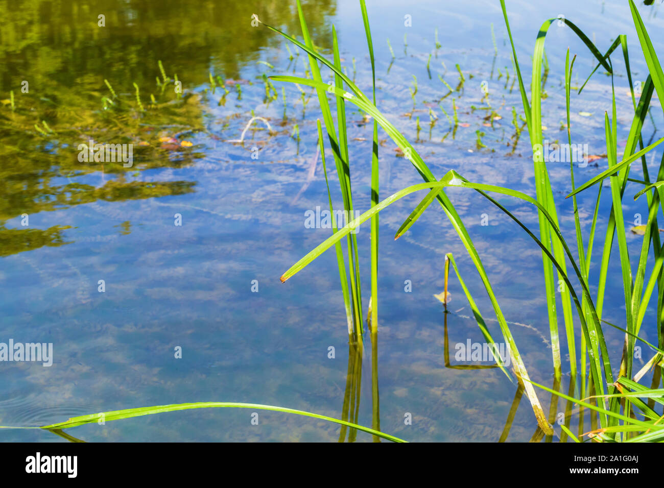 Nature landscape with lake and sedge grass on foreground Stock Photo