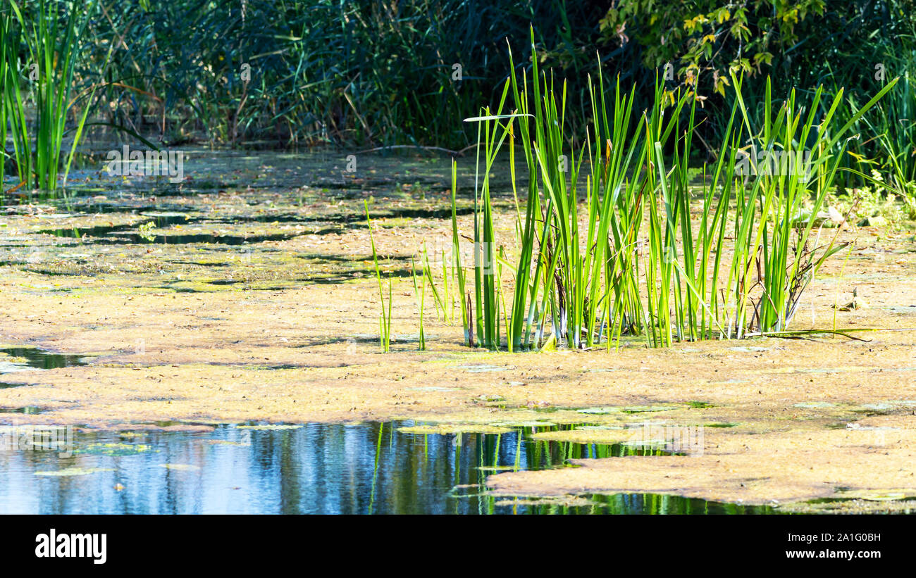 Nature lake landscape with sedge and duckweed grass Stock Photo
