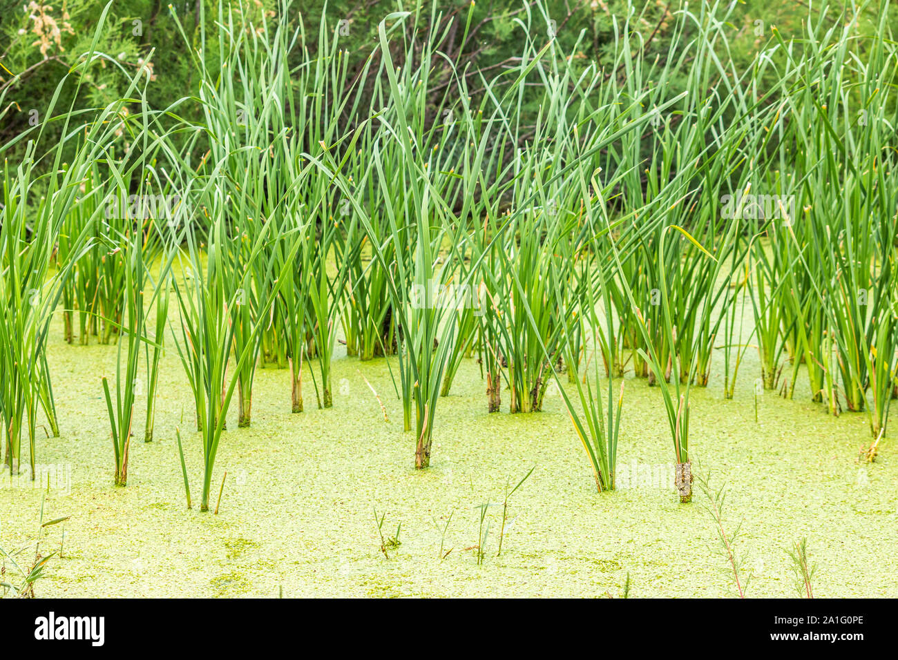 Wild swamp plants, Turkey Stock Photo