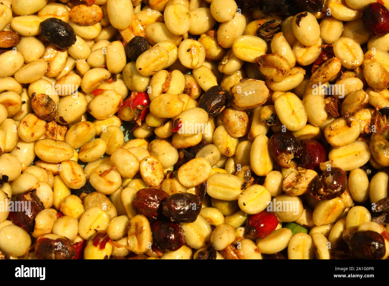 Traditional process peeling the coffee VI. Coffee beans, skinless, raw
