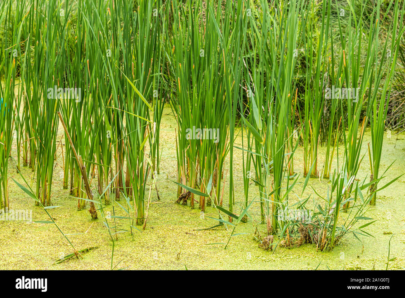 Wild swamp plants, Turkey Stock Photo Alamy