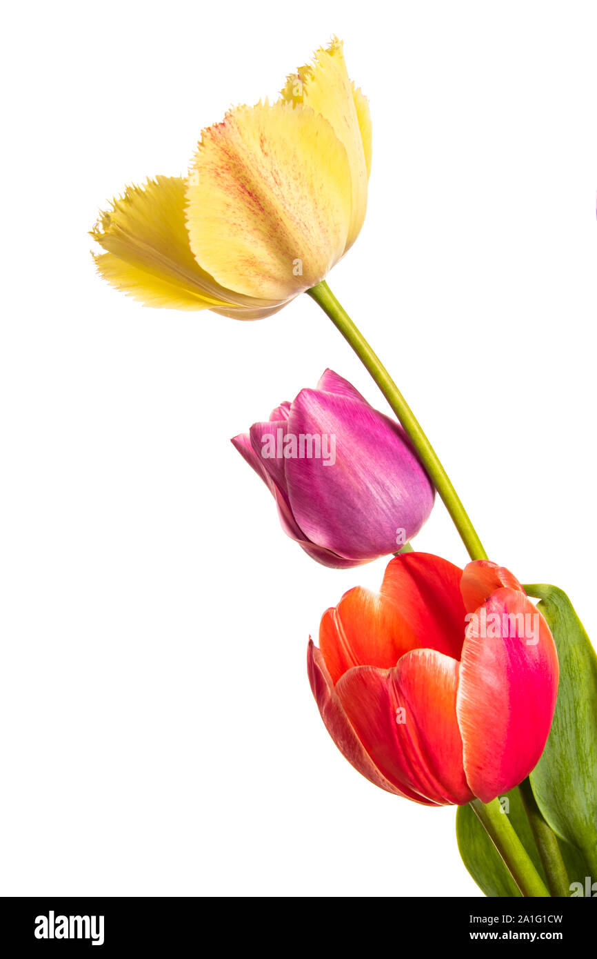 Flower isolated. Tulips on a white background Stock Photo - Alamy