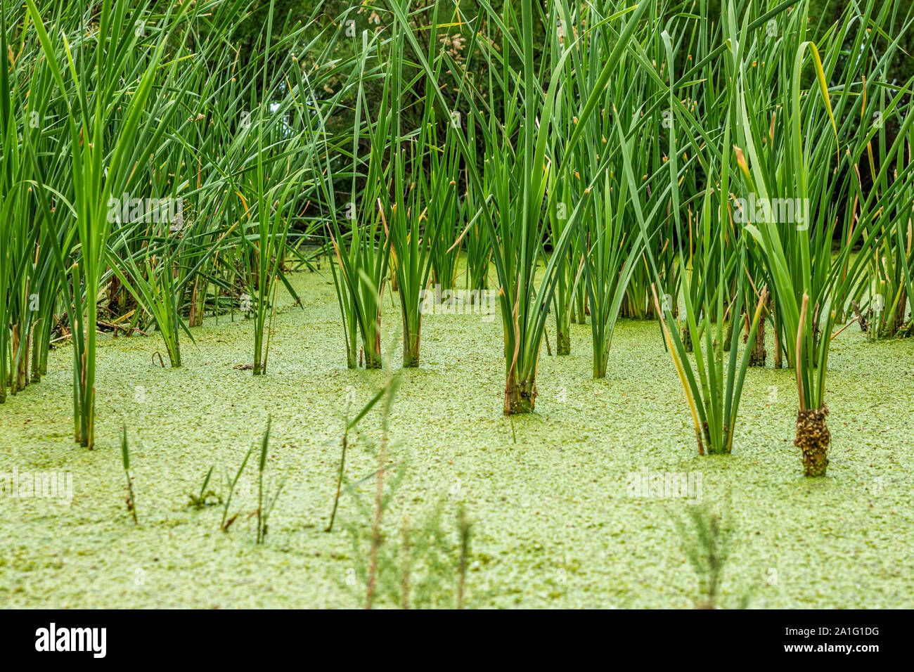 Wild swamp plants, Turkey Stock Photo