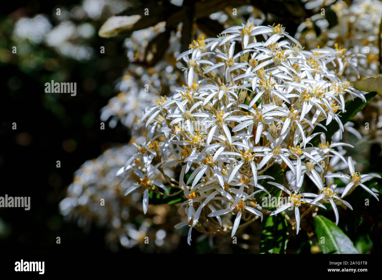 Close up of clusters of white flowers of Olearia rani (Daisy bush) Stock Photo
