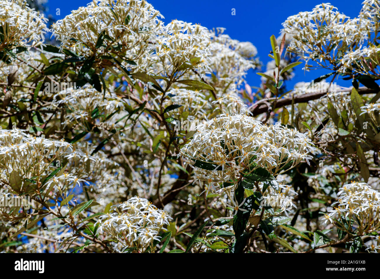 Clusters of white flowers of Olearia rani (Daisy bush) Stock Photo