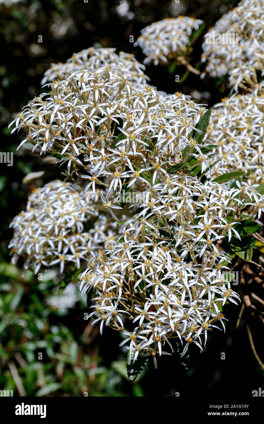 Close up of clusters of white flowers of Olearia rani (Daisy bush) Stock Photo