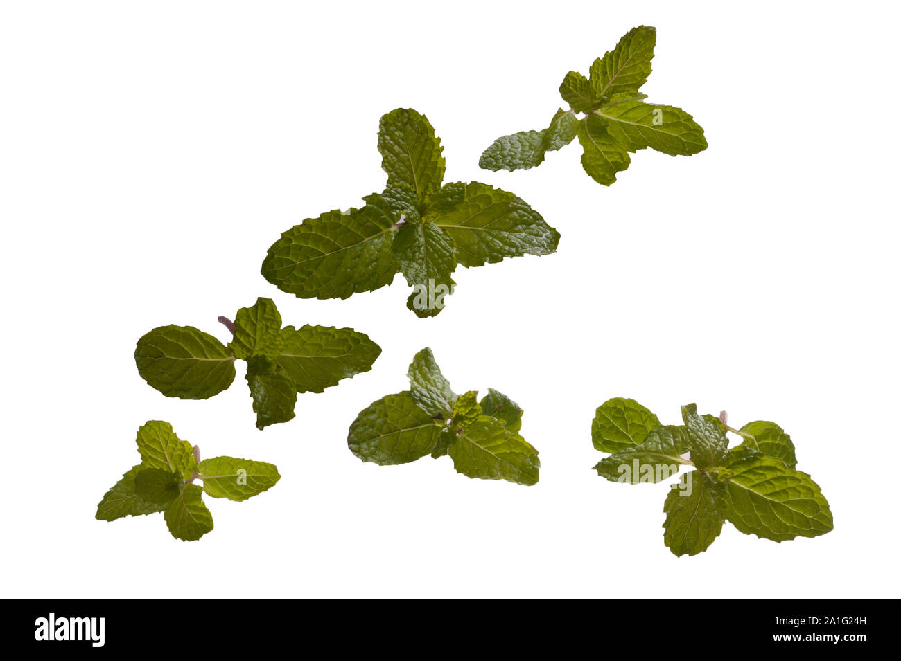 Various Mint Leaves Stock Photo