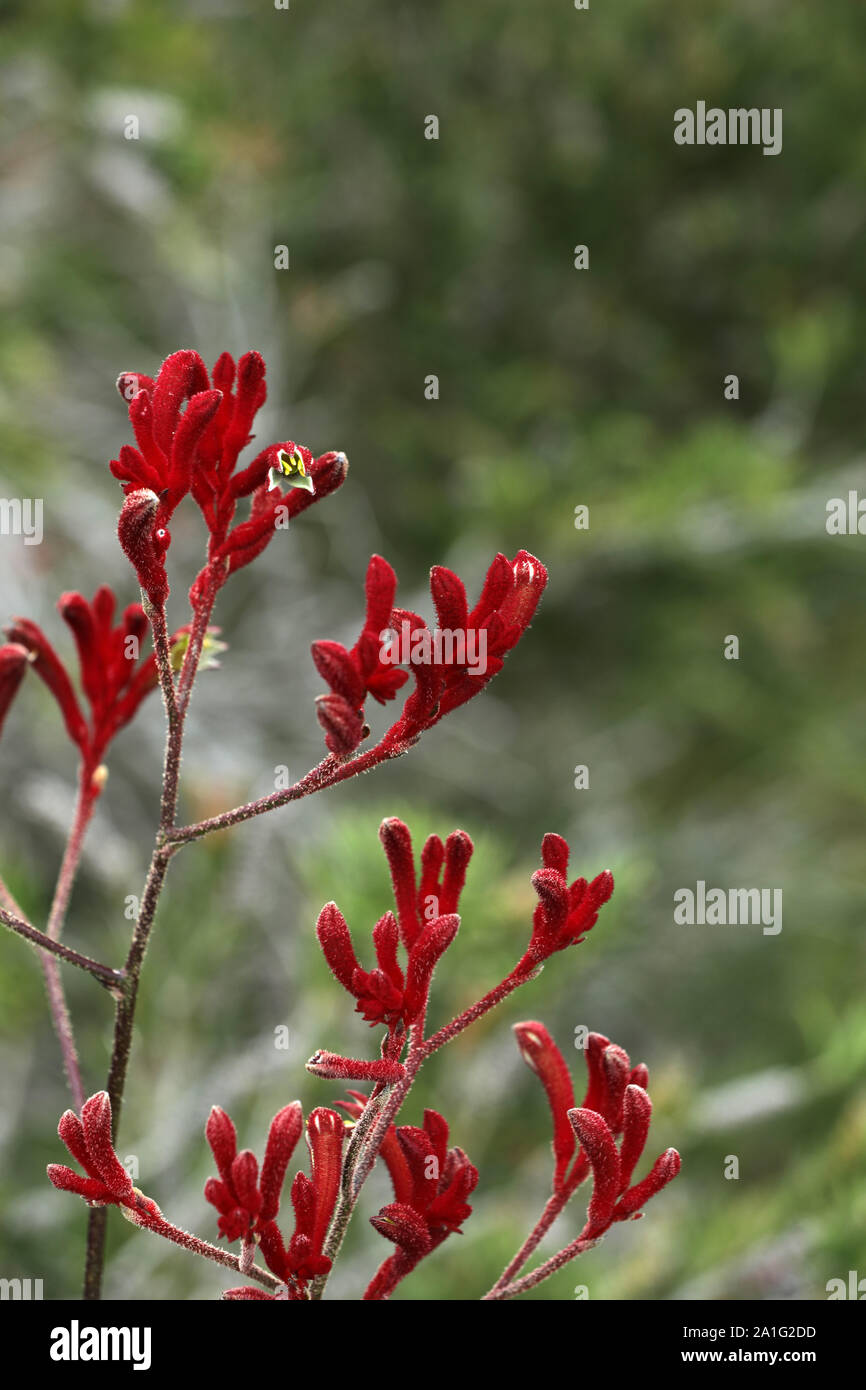Kangaroo Paw australian red flower Stock Photo Alamy
