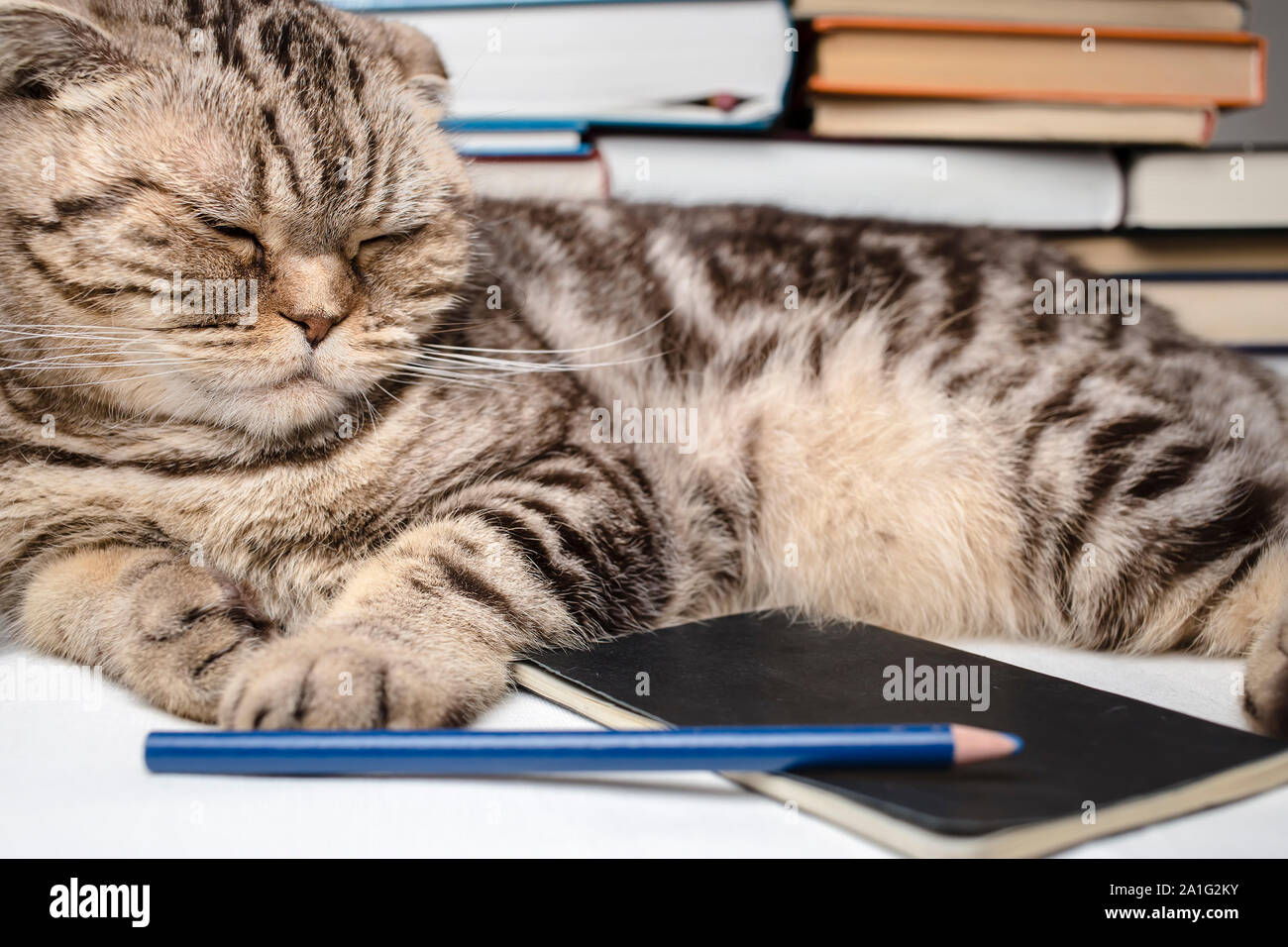 funny Scottish Fold cat doing homework, she was tired and fell ...