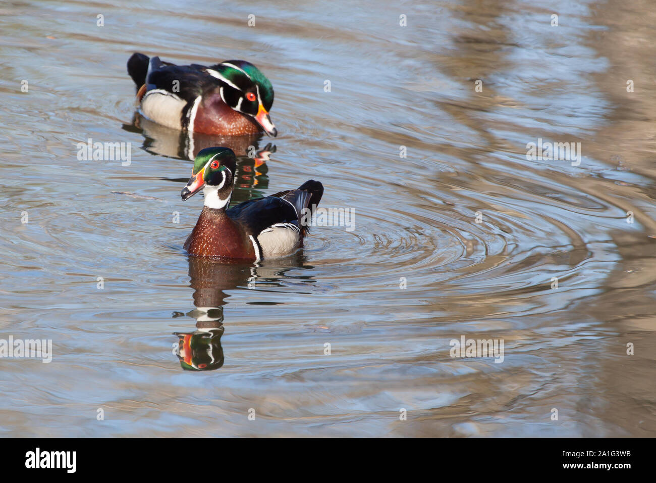 Beautiful Wood Duck in a Pond in canada Stock Photo