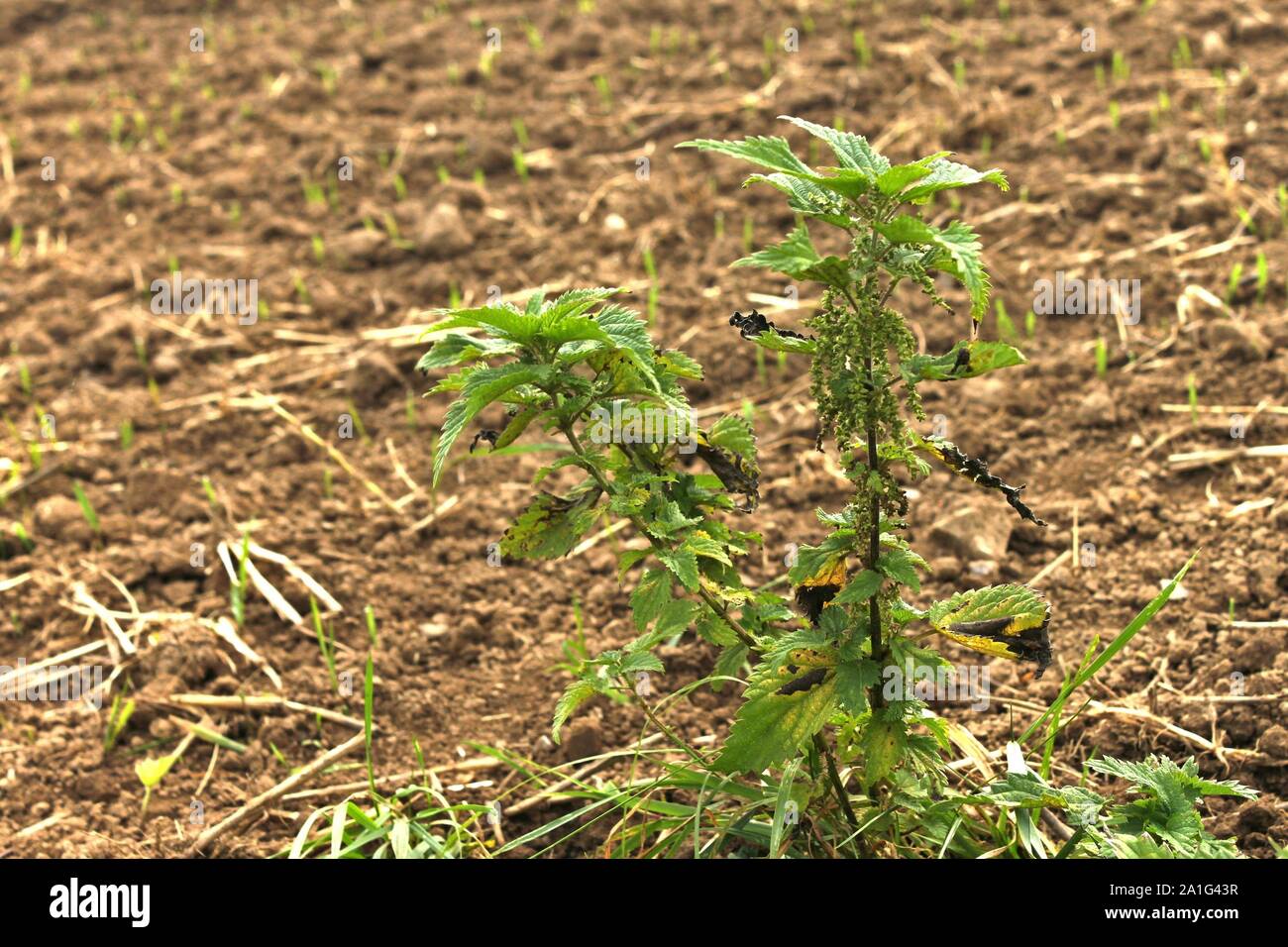 A single stubborn stinging nettle in front of a freshly plowed field. Stock Photo