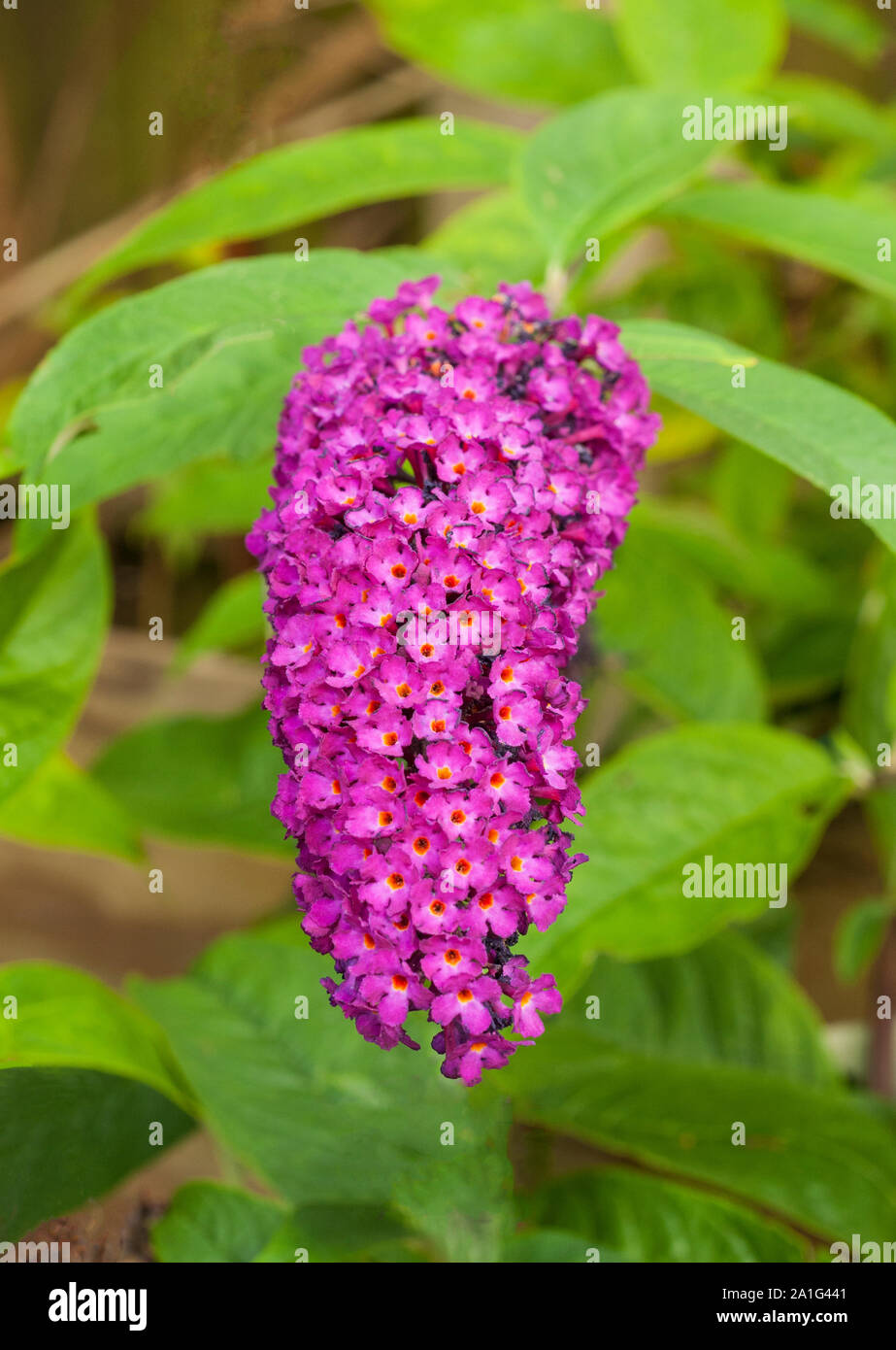 Flower spike of Buddleia davidii Royal Red also called Butterfly bush  A deciduous shrub that is best in full sun and is fully hardy Stock Photo