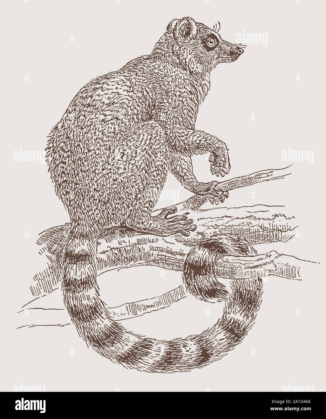 Ring-tailed lemur catta sitting on a branch. Illustration after an engraving from the 19th century Stock Vector