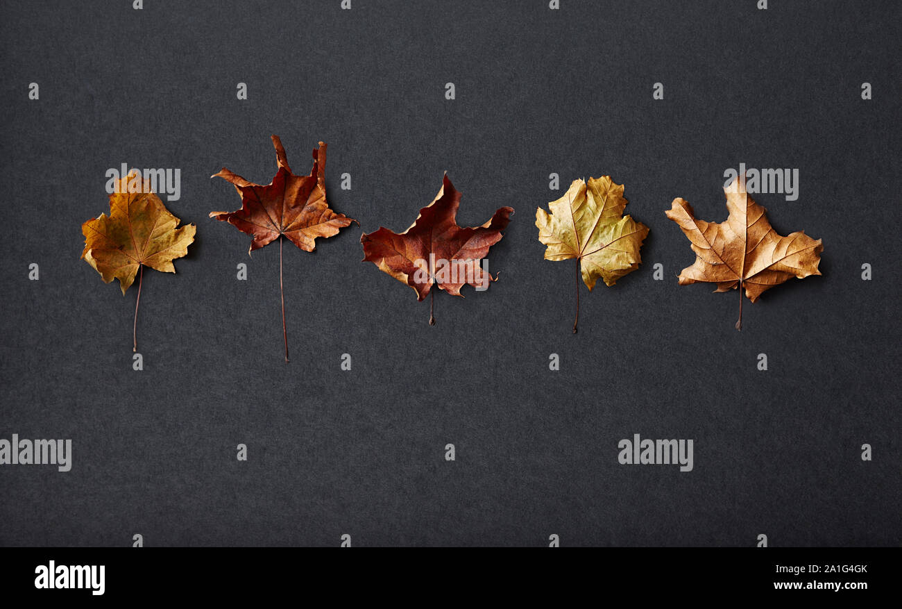 Fall Maple Leaves on black background; dried Stock Photo