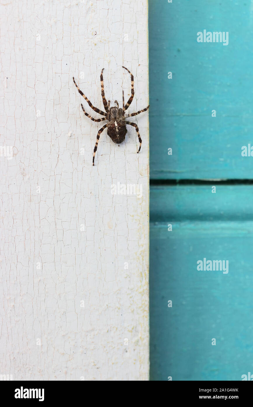 Big spider Araneus diadematus  at  a rural home Stock Photo