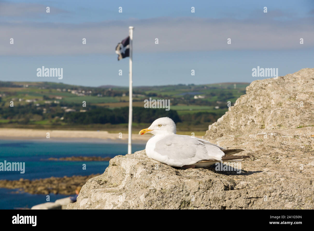 European herring gull latin name Larus argentatus roosting among rocks at Mounts Bay in Cornwall with a Cornish flag and landscape in the background Stock Photo