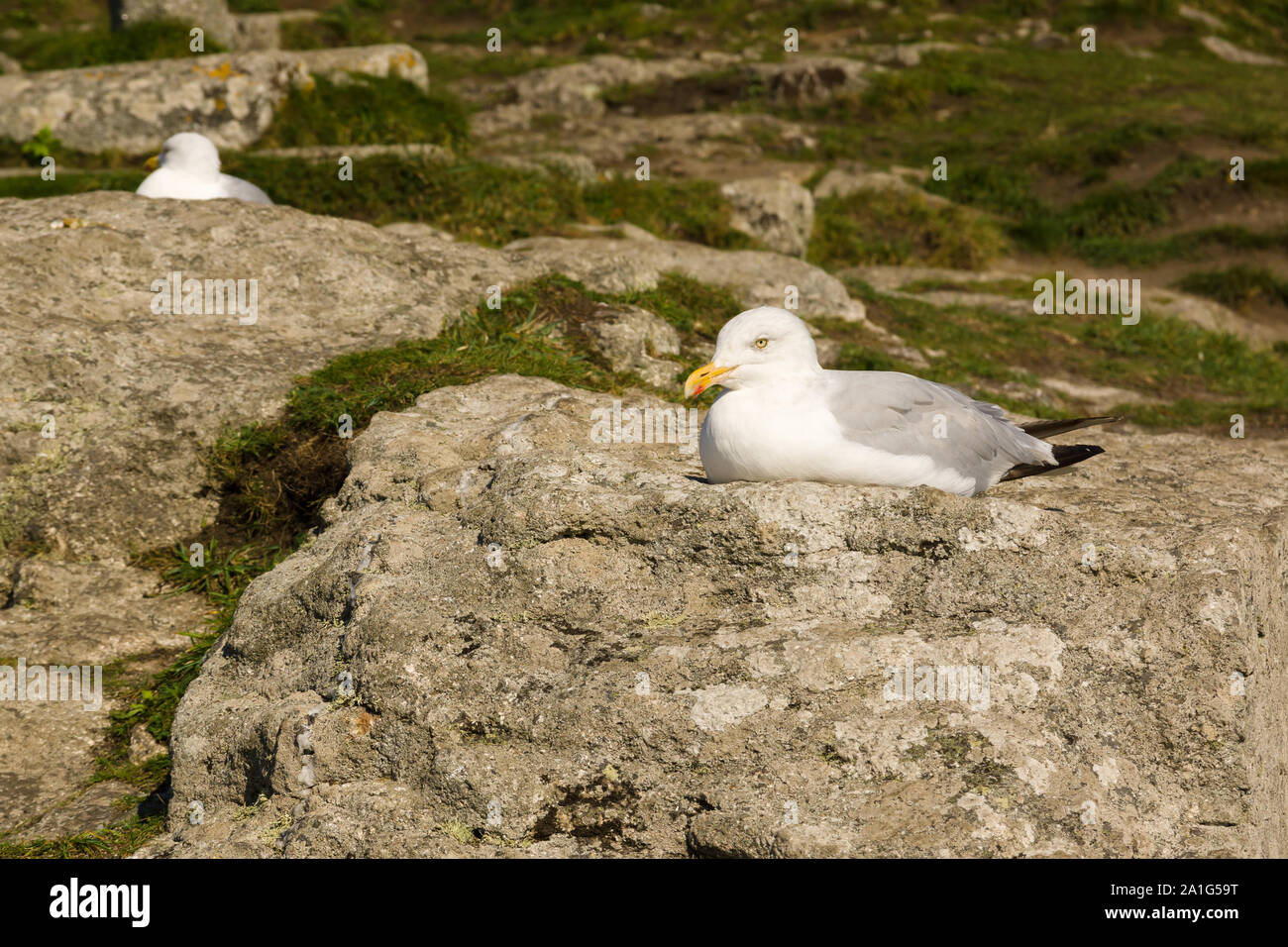 European herring gulls latin name Larus argentatus roosting among rocks at Mounts Bay in Cornwall Stock Photo