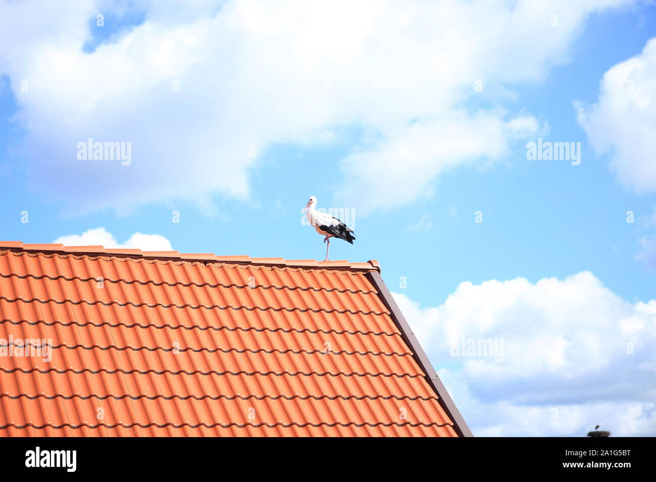 White storch on a root scraching.Bocian. Poland.Masuren. Stock Photo