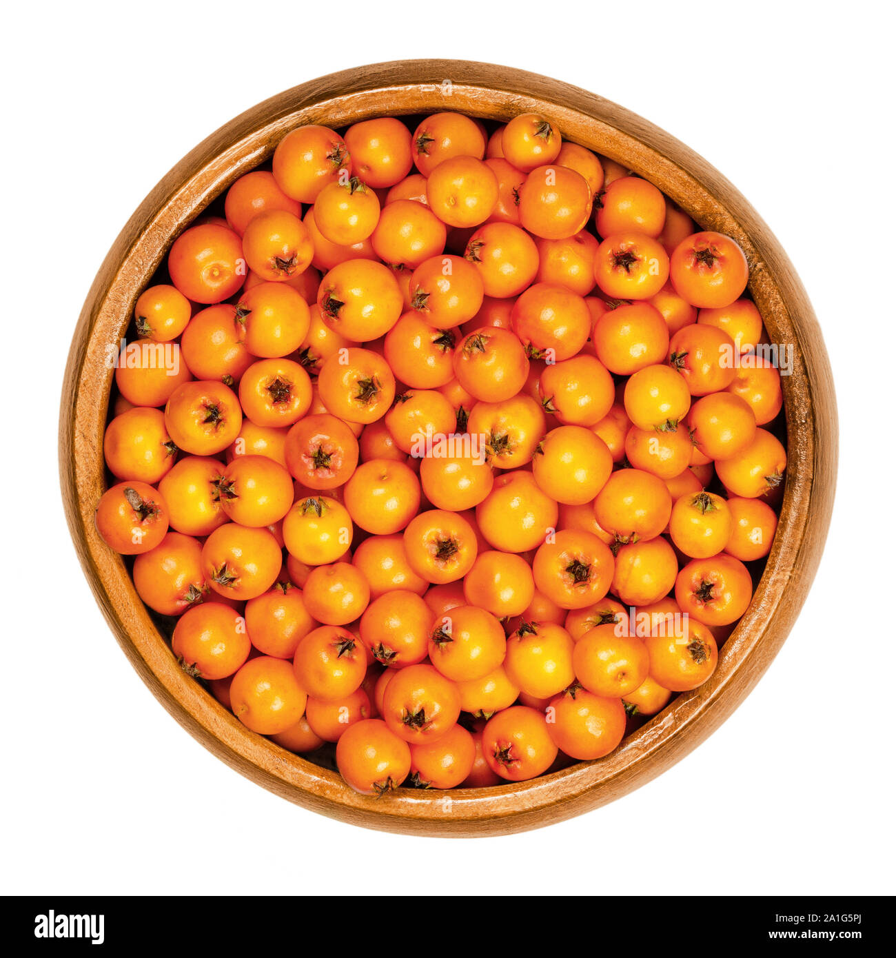 European rowan fruits in wooden bowl. Fresh ripe red seeds. Sorbus aucuparia, also mountain-ash. Fruits are used for jam or liqueur. Closeup. Stock Photo