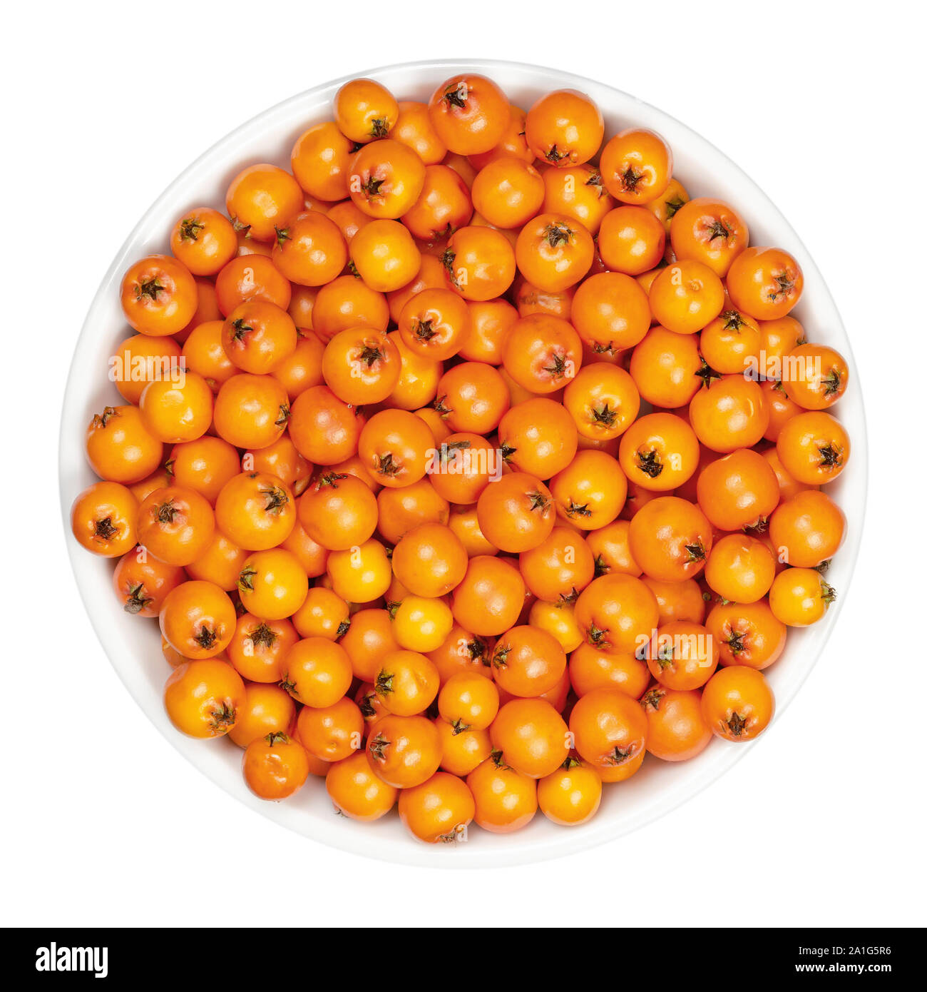 European rowan fruits in white bowl. Fresh ripe red seeds. Sorbus aucuparia, also mountain-ash. Fruits are used for jam or liqueur. Closeup. Stock Photo