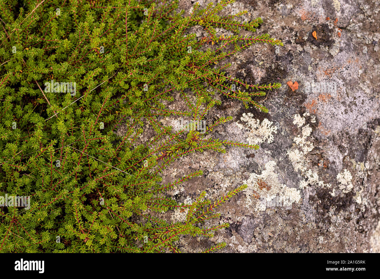 Green clambering plant on a gray stone surface. Close-up view. Natural background Stock Photo