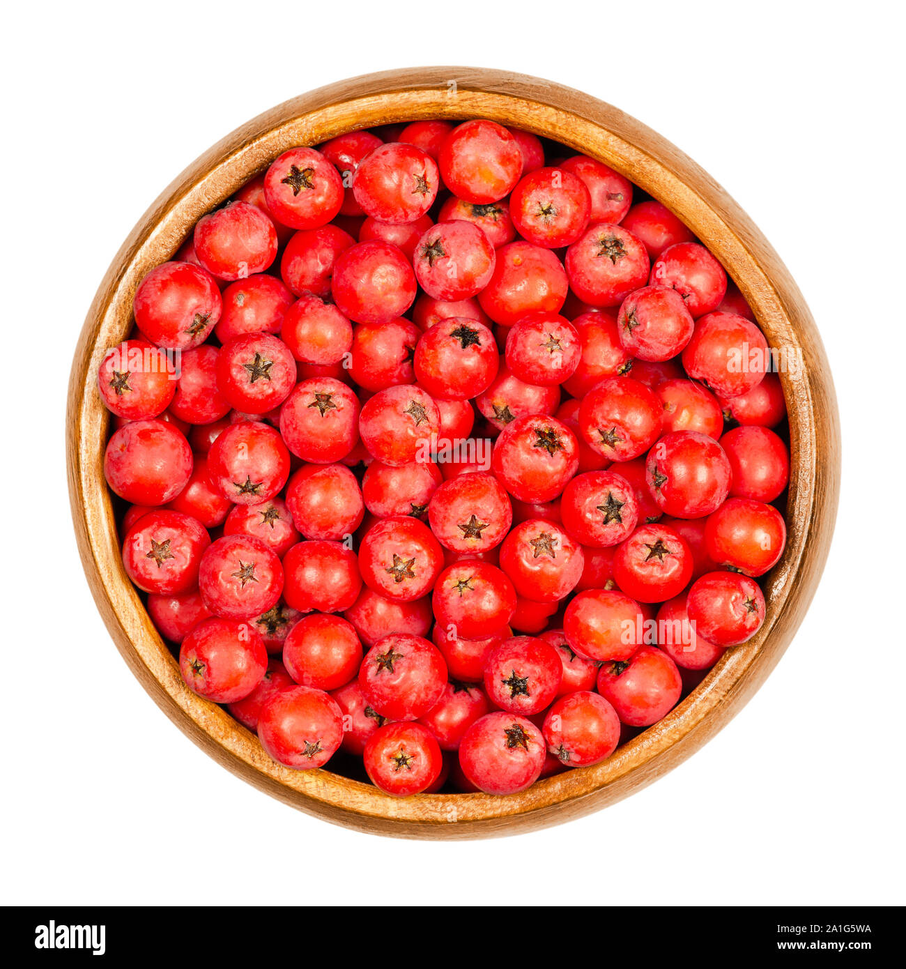 Firethorn fruits in wooden bowl. Fresh and ripe orange colored seeds of Pyracantha. The fruit can be made into jelly. Bird food. Closeup, from above. Stock Photo