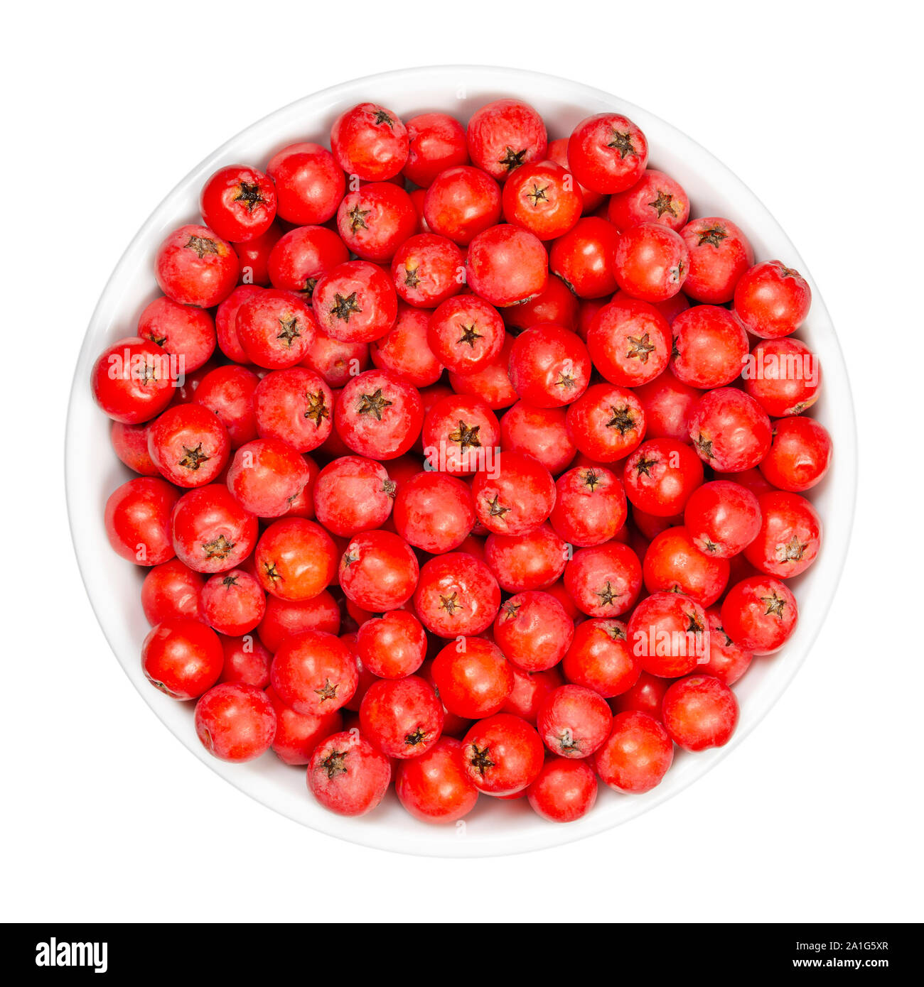 Firethorn fruits in white bowl. Fresh and ripe orange colored seeds of Pyracantha. The fruit can be made into jelly. Bird food. Closeup, from above. Stock Photo