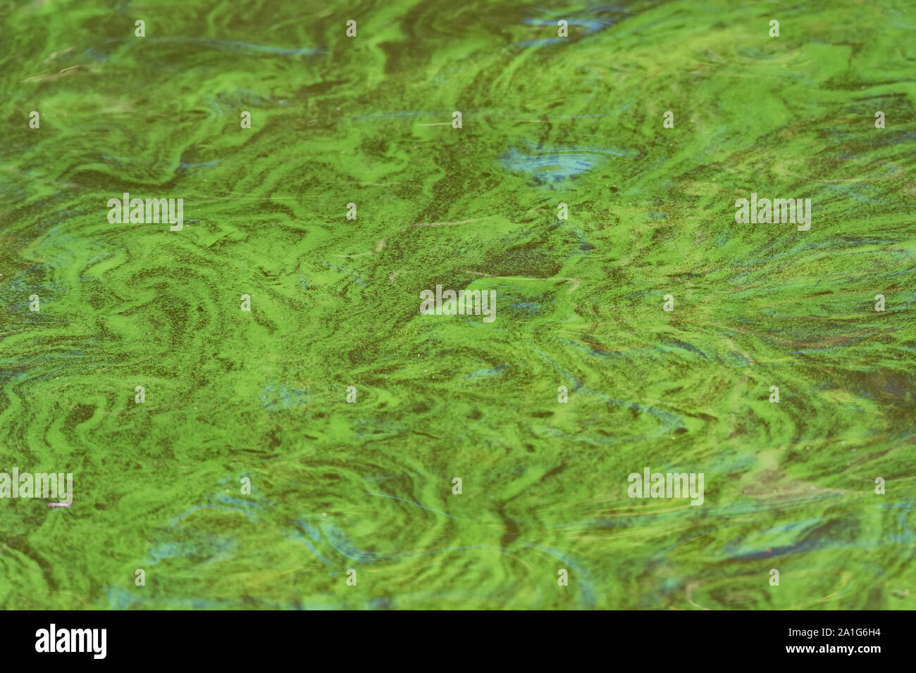 Water contamination. Green weed in sea water close up Stock Photo Alamy