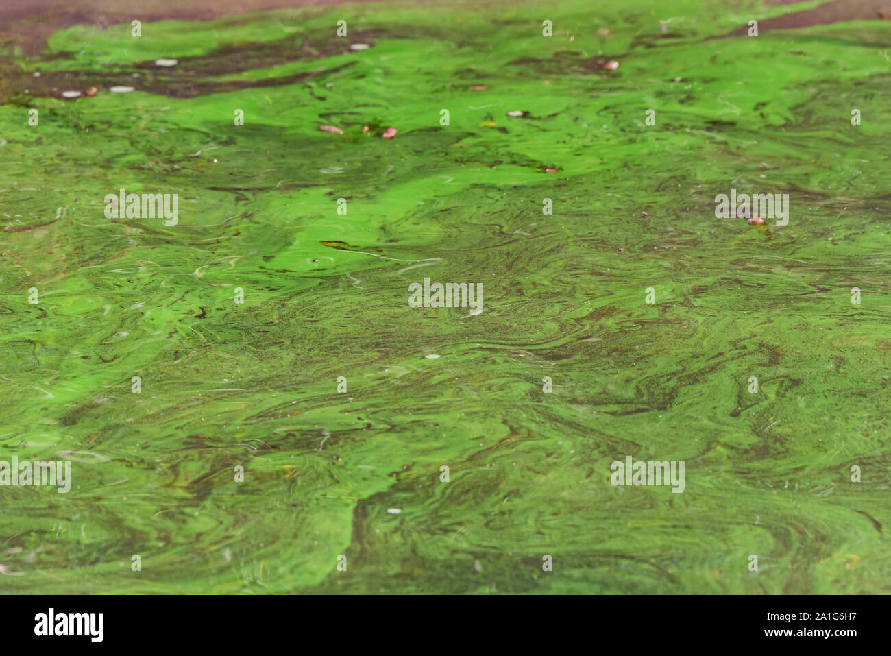 Water contamination. Green weed in sea water close up Stock Photo Alamy