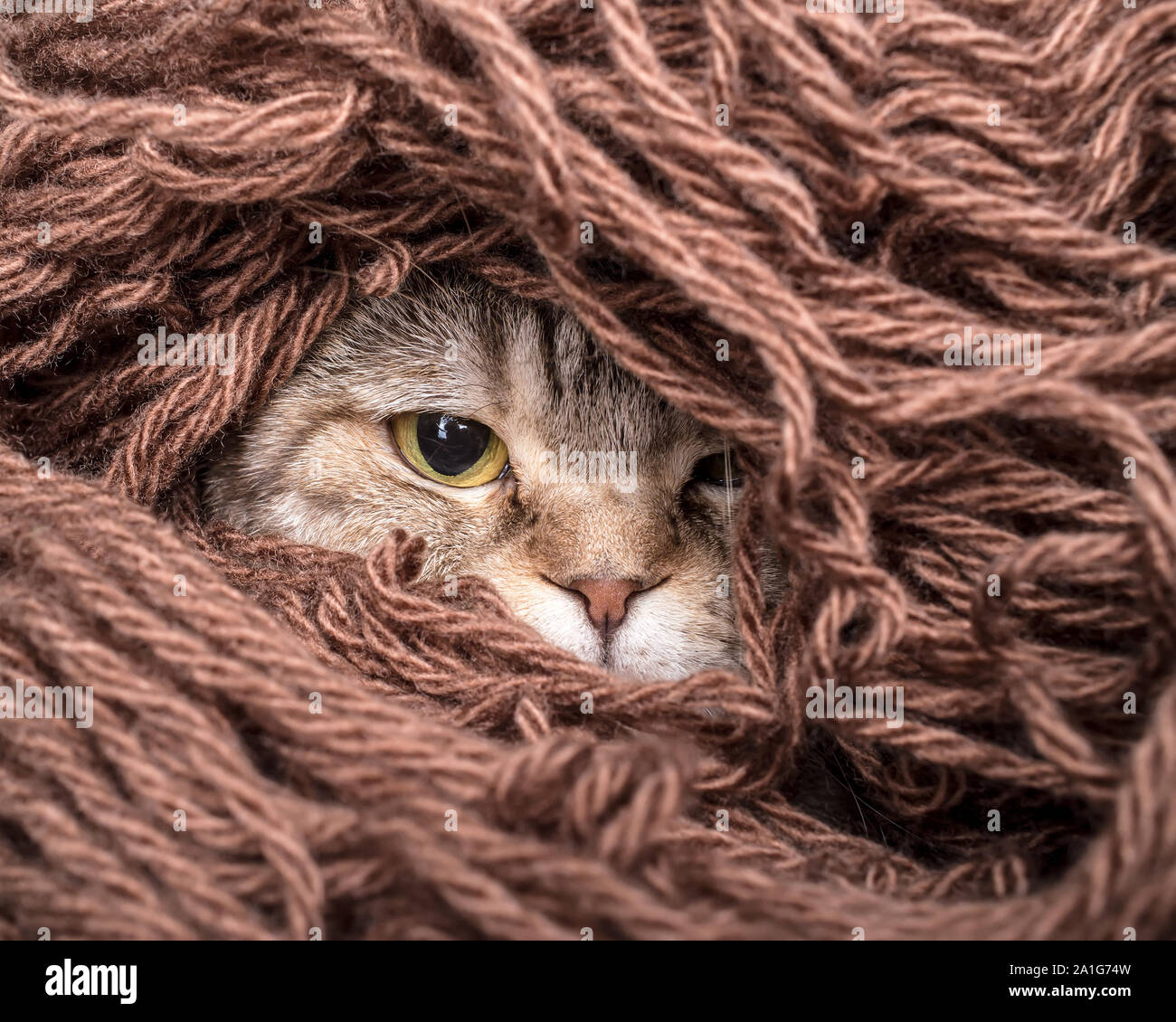 funny cat is preparing for the cold autumn and winter, wrapped up ...