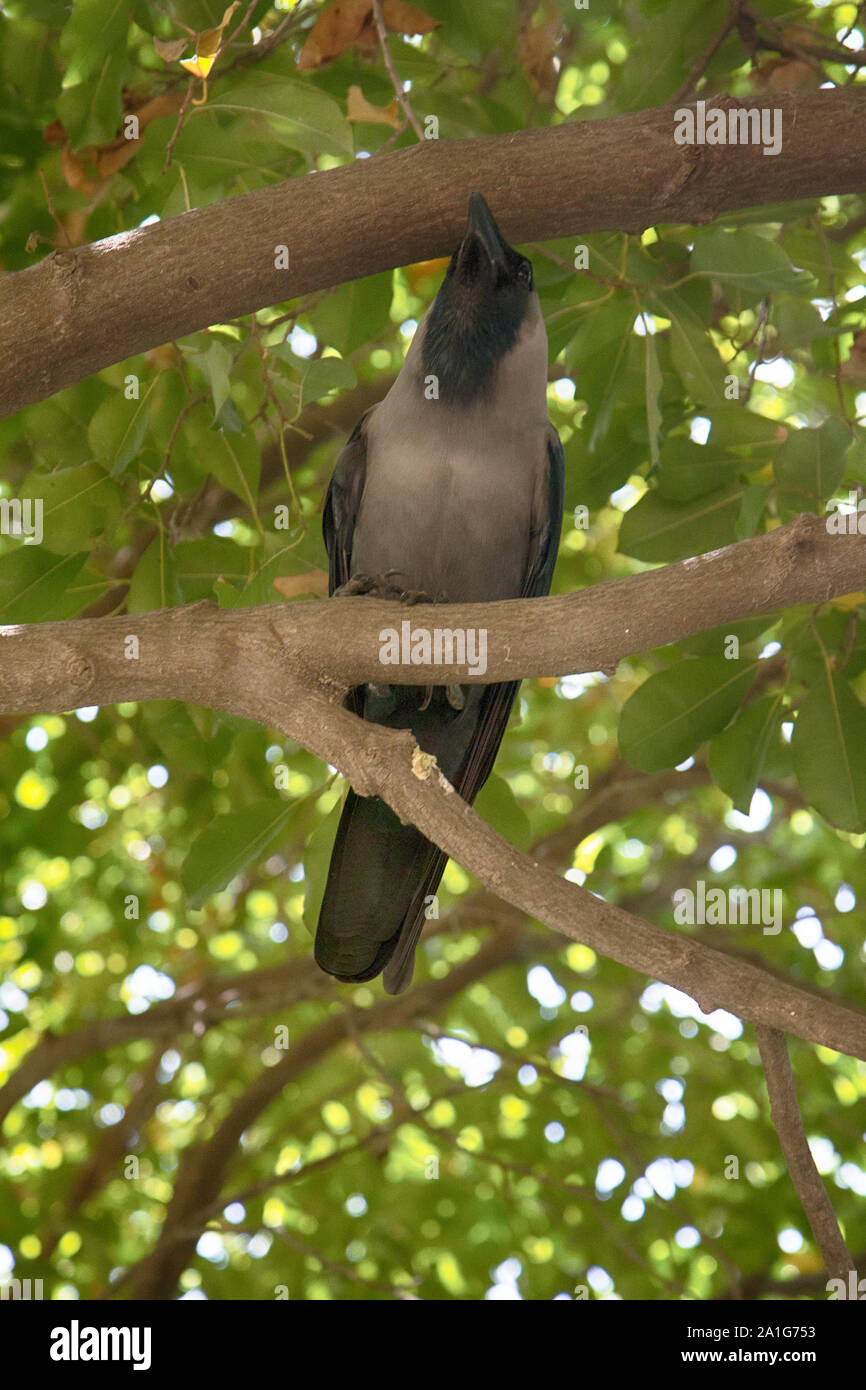 Indian house crow is sitting in the crown of the sycamore tree Stock Photo