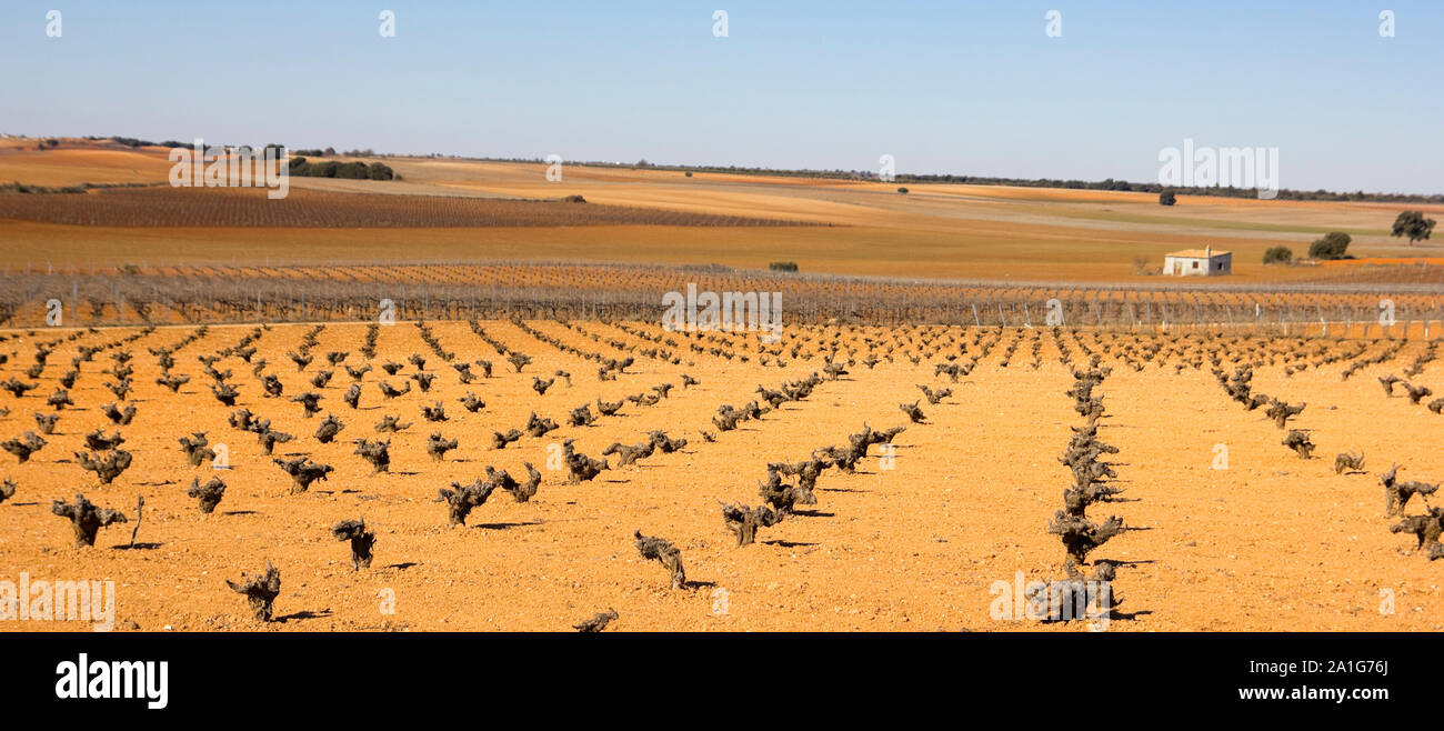 Panorama of fields with vineyards in Castilla la Mancha, Spain. Mediterranean landscape. Stock Photo