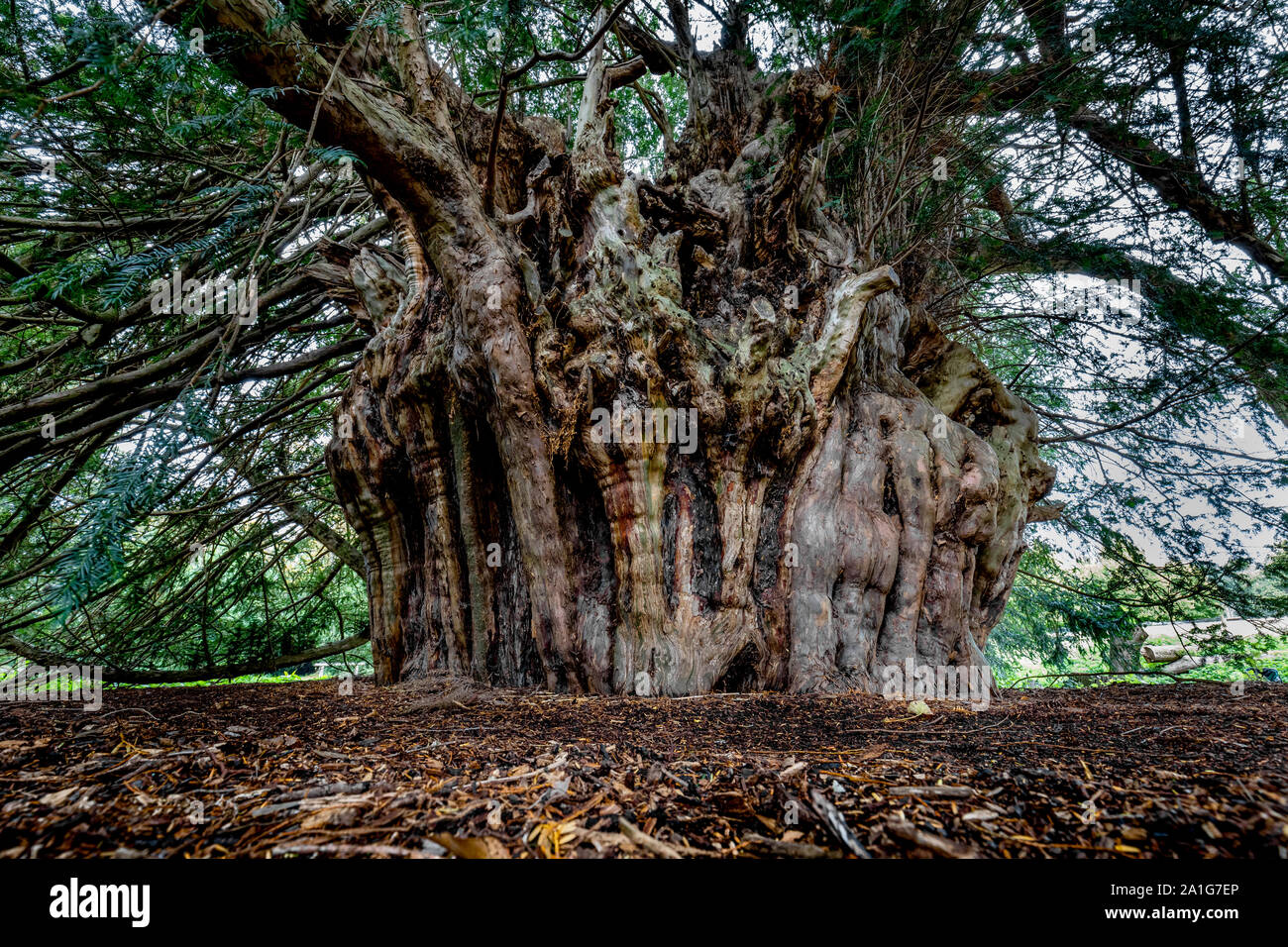 The ancient Ankerwycke Yew near Wraysbury in Berkshire UK a 1500 perhaps 2500 year old tree Stock Photo