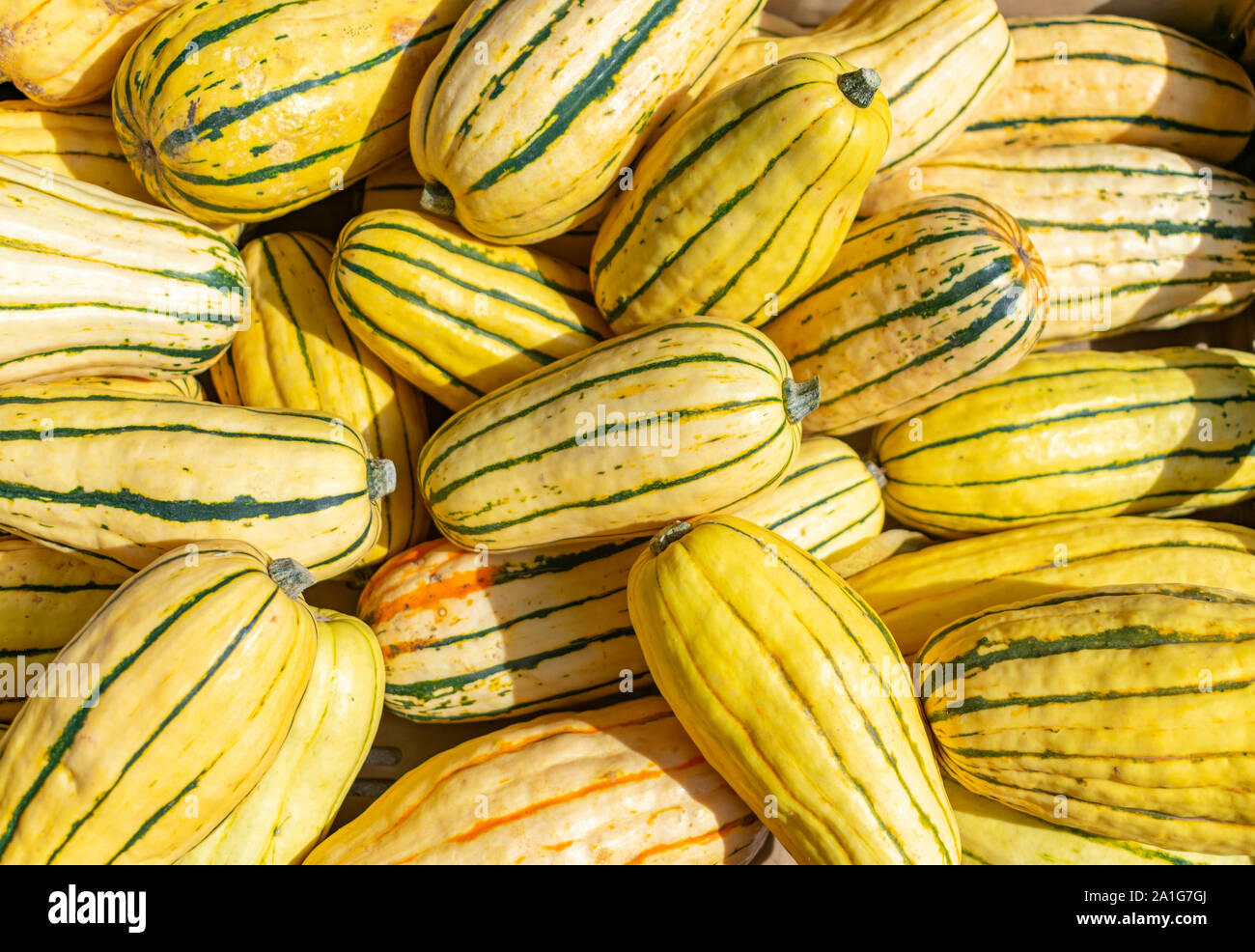 Pile of Delicata Squash Stock Photo