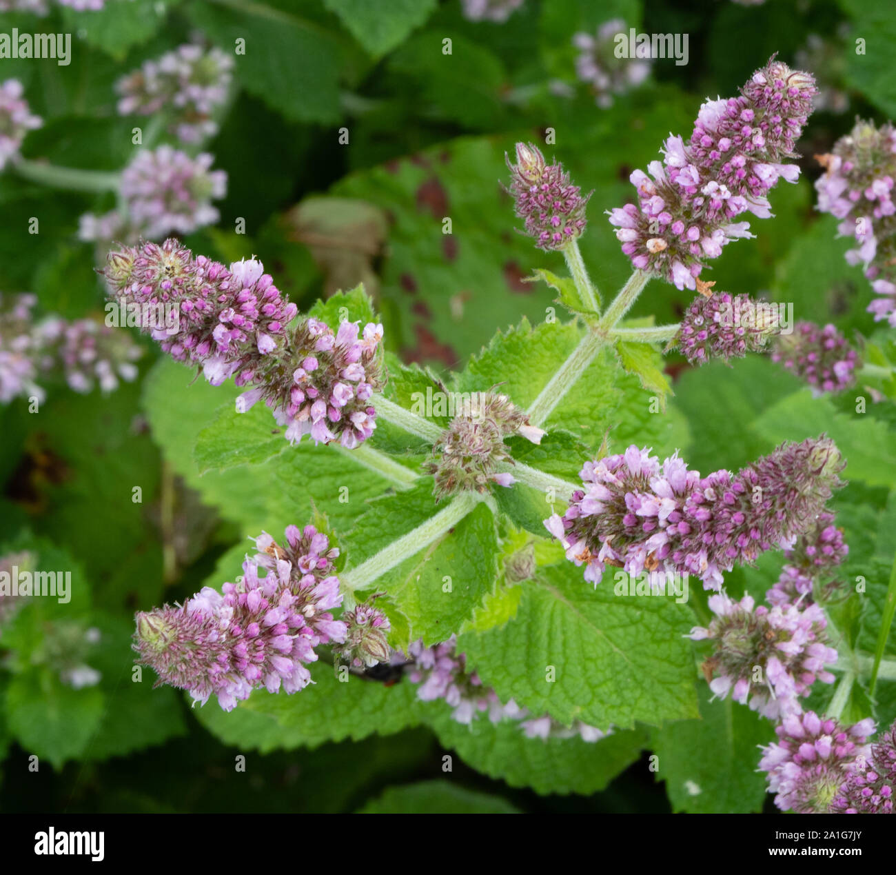 Round-leaved or apple-scented mint Mentha rotundifolia (suaveolens) with branched flower spikes growing wild on damp ground in a Derbyshire quarry UK Stock Photo