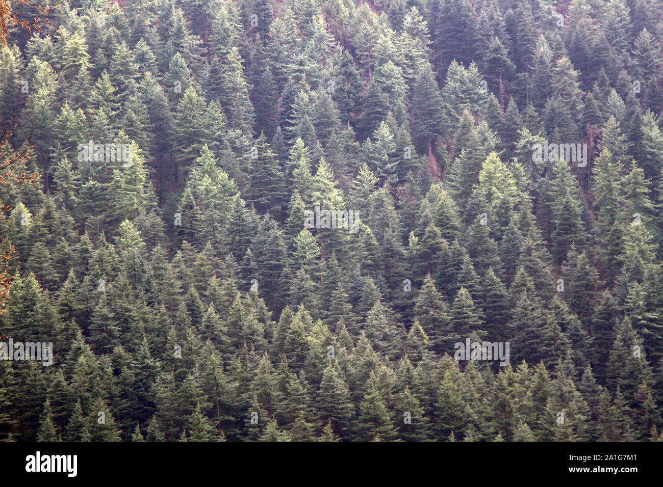 Himalayan fir (Abies spectabilis) on the slope of the Pre-Himalayas, Shiva mountain. Dense thickets of old high-stem trees Stock Photo