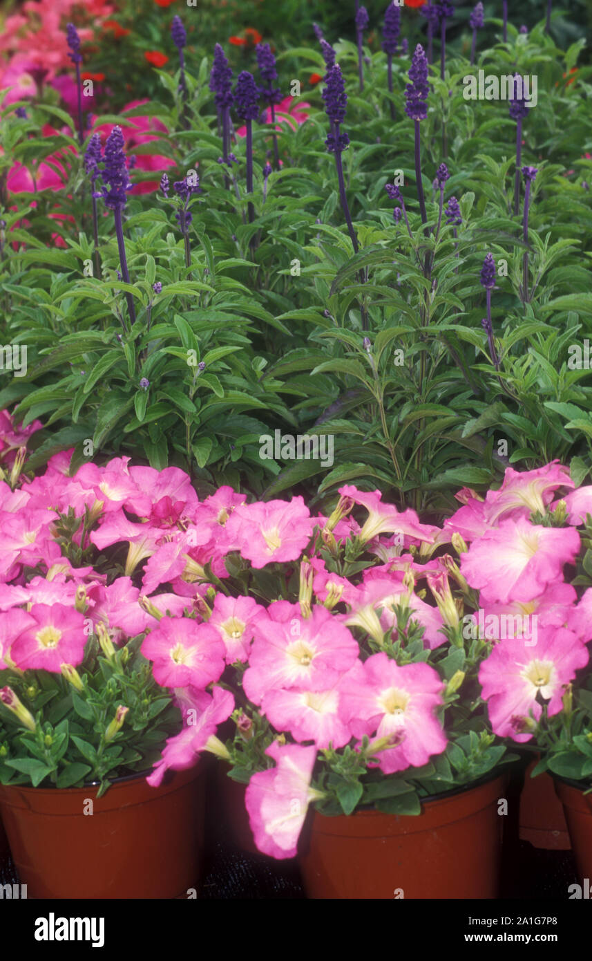 POTS OF PINK PETUNIAS FOR SALE IN THE FOREGROUND AND POTTED SALVIA IN THE BACKGROUND, LOCAL PLANT AND FLOWER NURSERY, SYDNEY, NSW, AUSTRALIA. Stock Photo