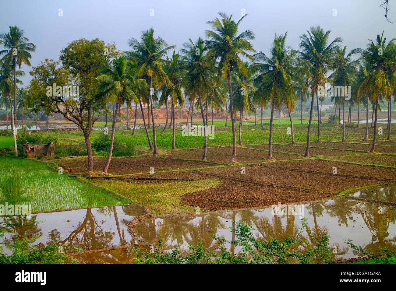 Rice growing in India, Karnataka state. Checks of rice fields (paddy) are interspersed with palm
