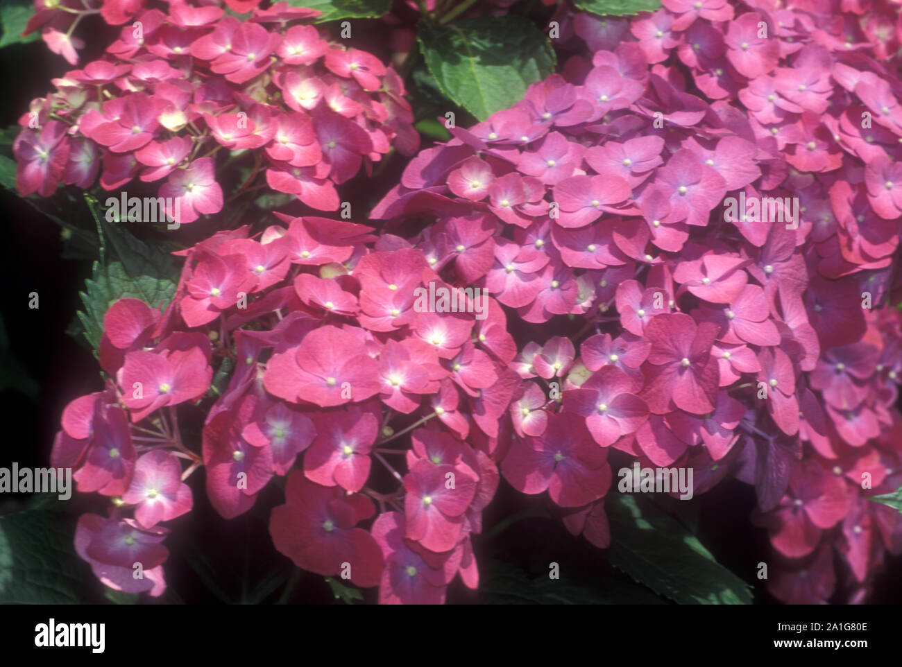 Not Your Granny S Hydrangeas The Dirt Diaries
