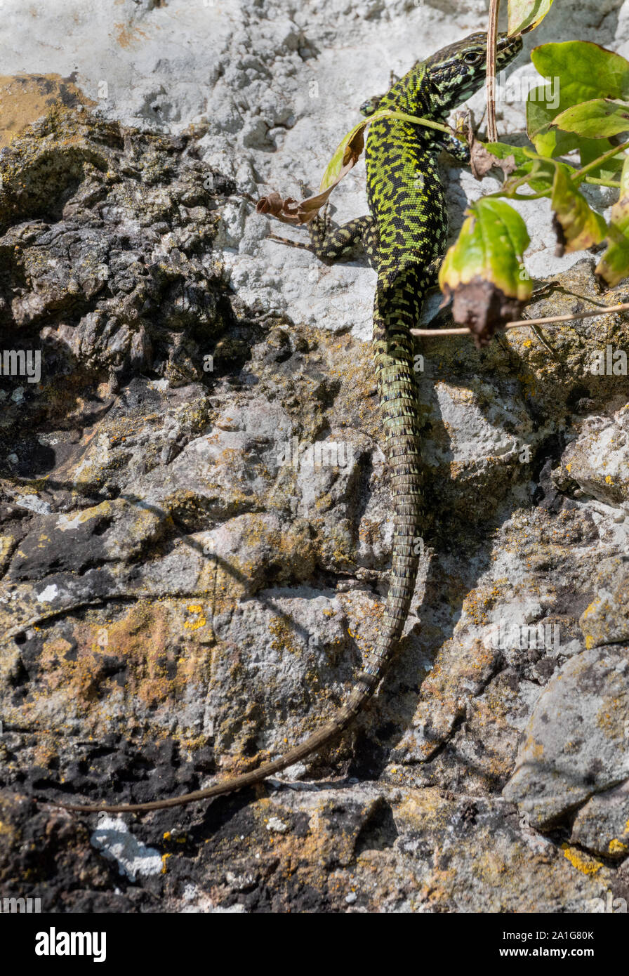 Mature male wall lizard Podarcis muralis in the Avon Gorge Bristol UK showing length of tail in relation to overall length Stock Photo