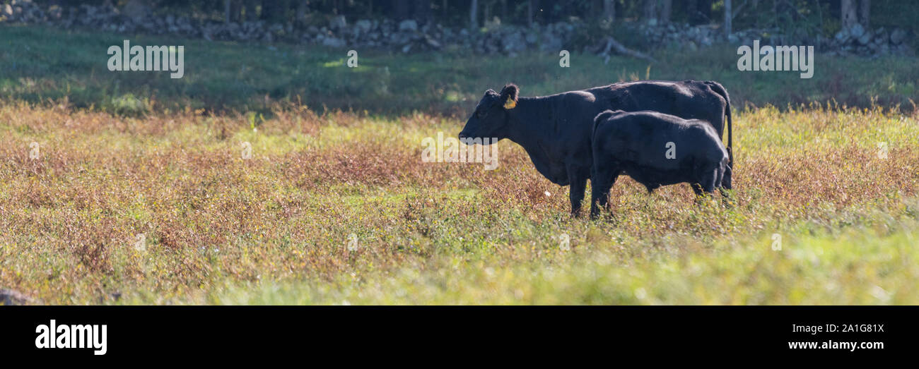 Mum cow feeding calf in silhouette standing in cornfield in evening with woods in background in shadow Stock Photo