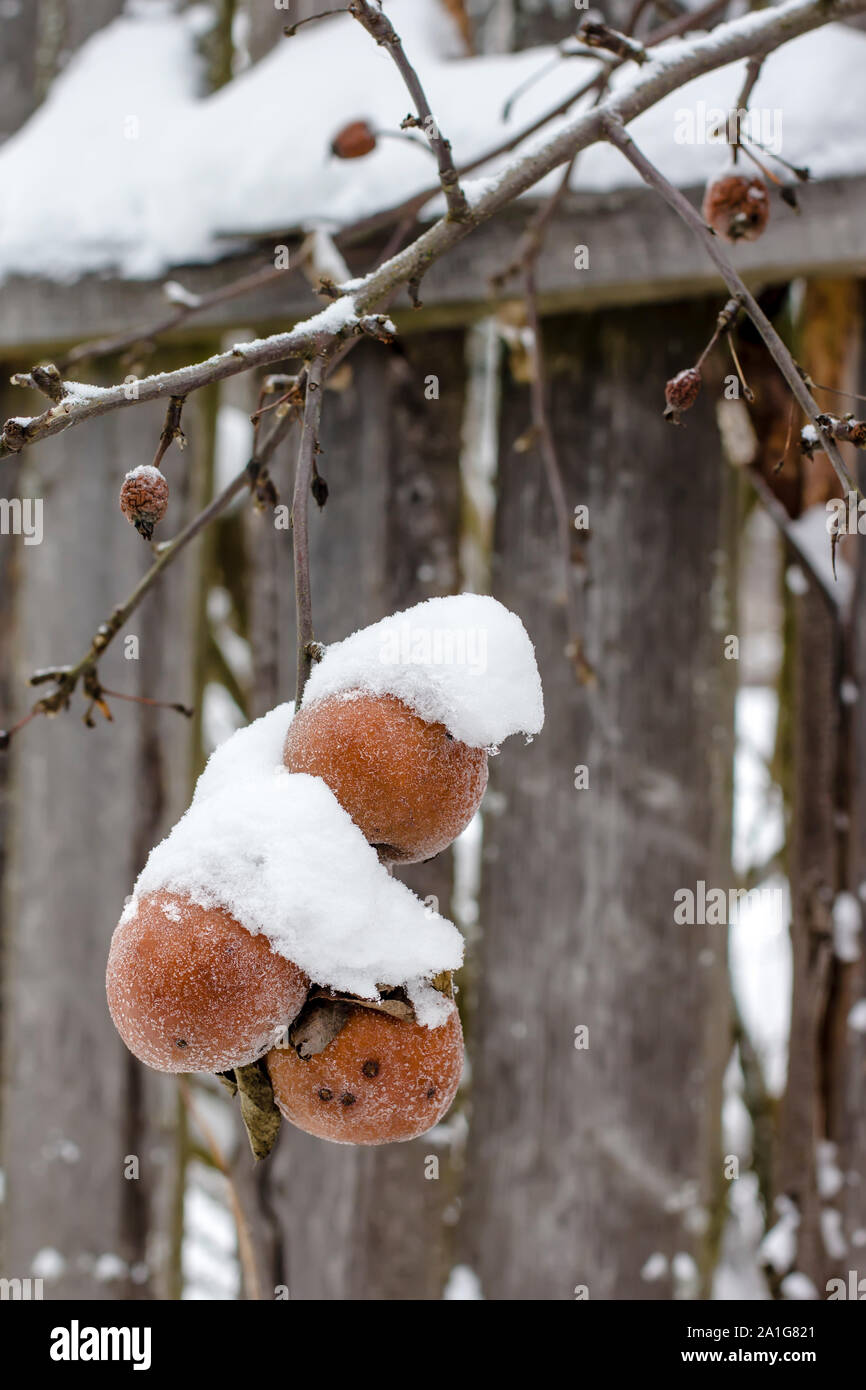 red apples covered with snow in winter and are hanging on a tree branch ...