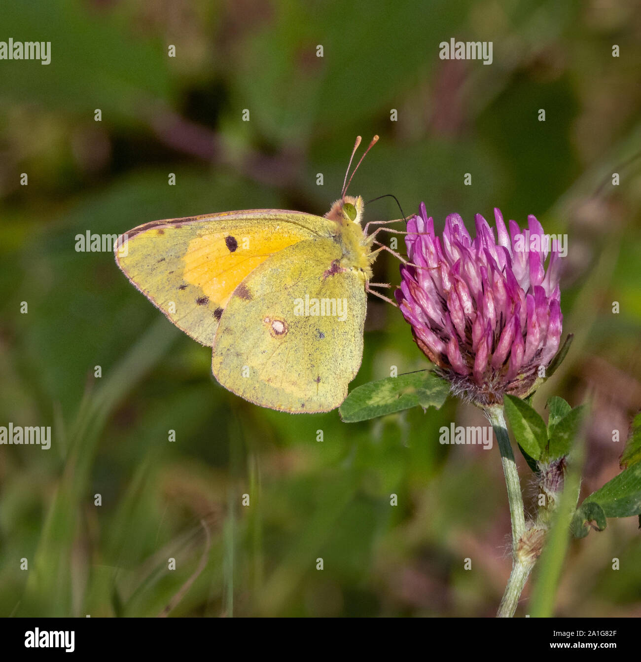 Clouded yellow male Colias croceus a late visitor to Britain feeding from red clover in autumn - Somerset UK Stock Photo
