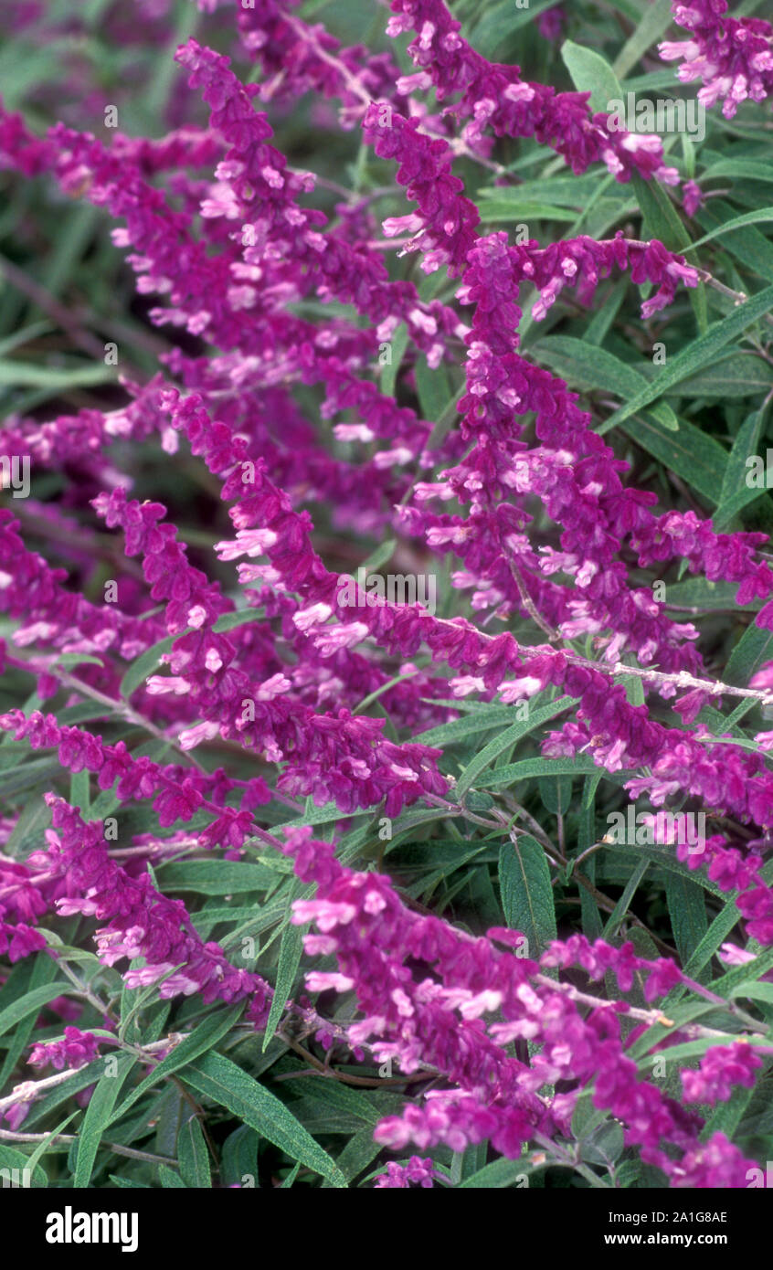 MEXICAN BUSH SAGE OR TWO TONE FELT SAGE (SALVIA LEUCANTHA) SOMETIMES CALLED WOOLLY SAGE. Stock Photo