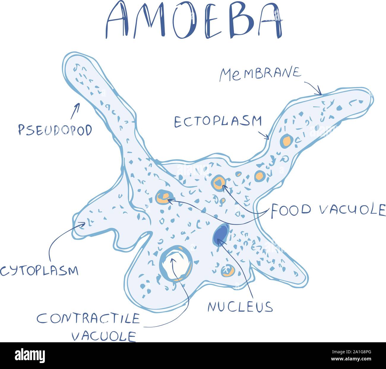 Amoeba proteus the structure of the microorganism. Amoeba of hand drawn doodle unicellular protozoa organisms on awhite background. Cartoon Amoeba in Stock Vector