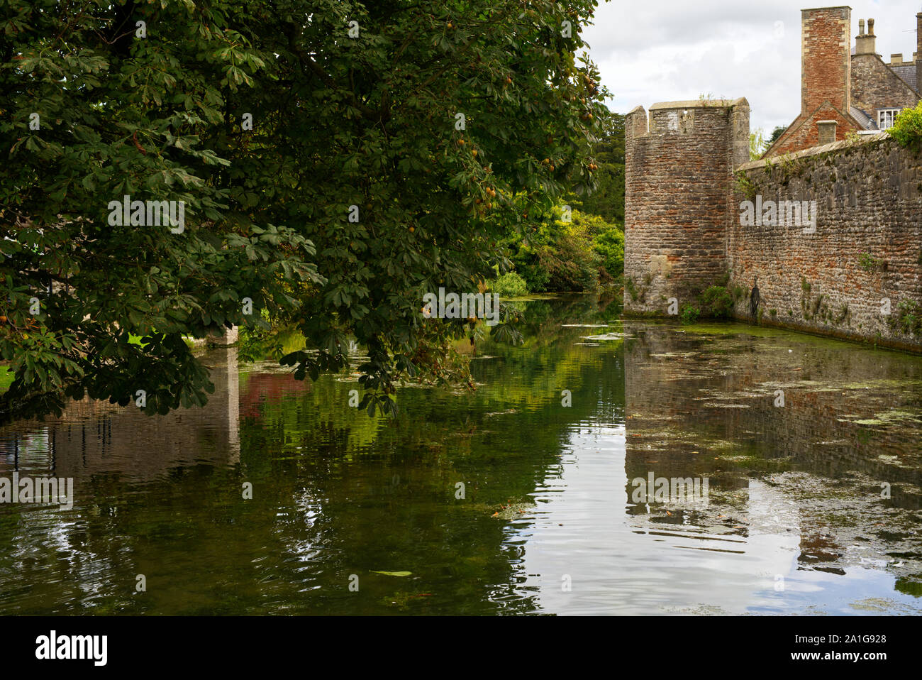 View of a moat and a chestnut tree (castenea sativa) at Bishop's Palace. Stock Photo
