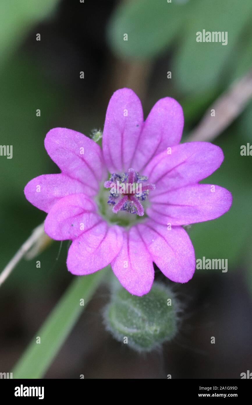 Artistic flower photography hi-res stock photography and images - Alamy