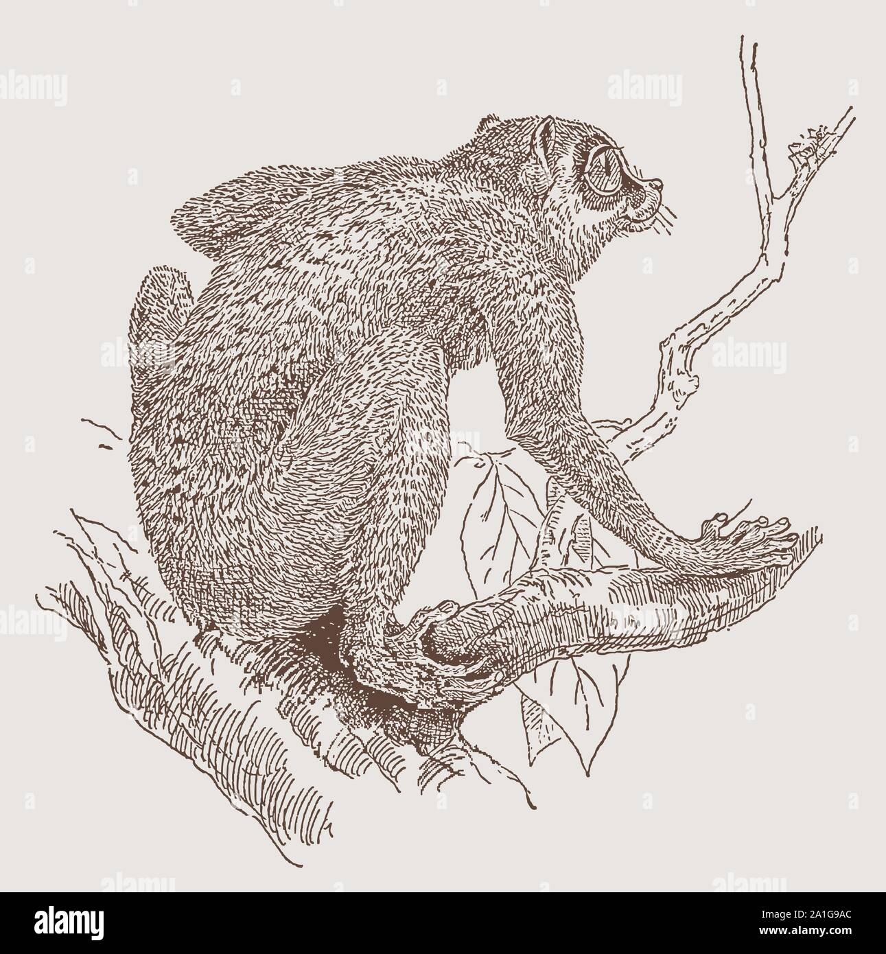 Gray slender loris (lydekkerianus) sitting on a branch. Illustration after an engraving from the 19th century Stock Vector