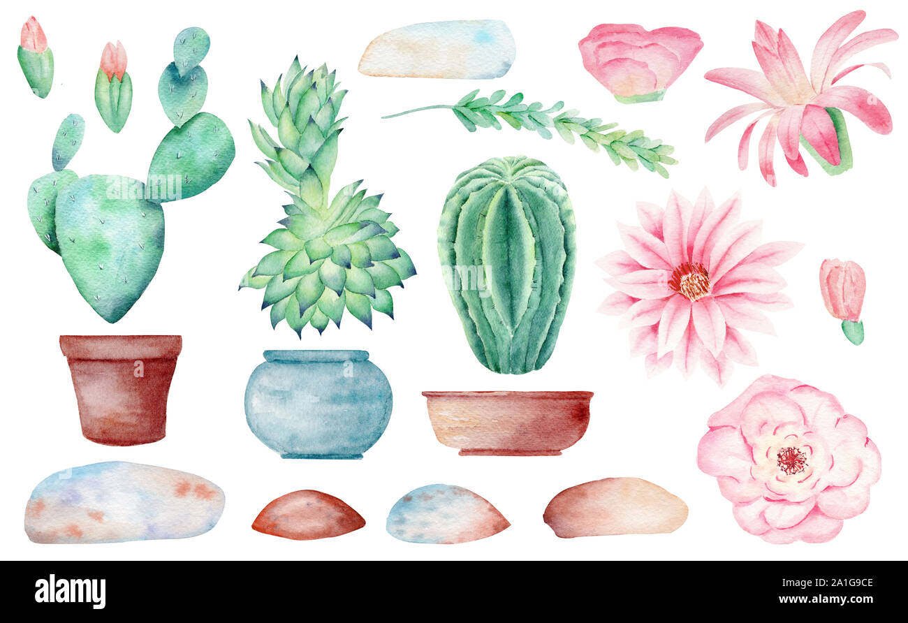 Cacti in pots hand drawn watercolor raster illustration set. Houseplants  and flower petals isolated cliparts. Flourishing cactus aquarelle drawing.  Gr Stock Photo - Alamy